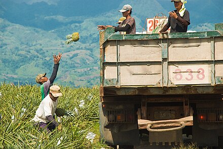 Pineapple harvesting near Dole Station 3 at barangay Palkan Dole Pineapple Harvesting.jpg