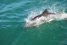 Dolphins at Luderitz, Namibia (3144863196).jpg