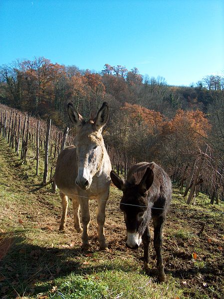 File:Donkeys in jurançon décembre 2010 021.jpg
