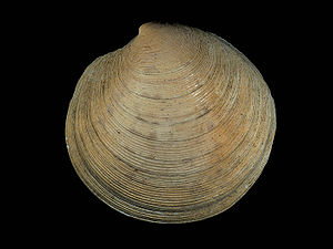 Artemism shell (Dosinia exoleta (Linné, 1758))