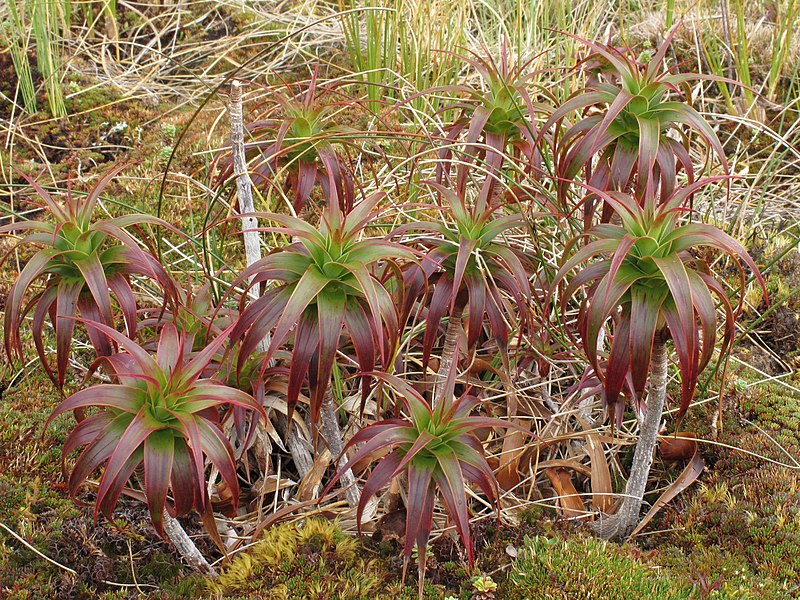 File:Dracophyllum menziesii.jpg