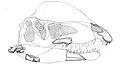 Drawing of the known skull bones the Dracovenator.