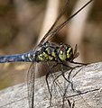 Dragonfly Catches a Fly (8040627853).jpg