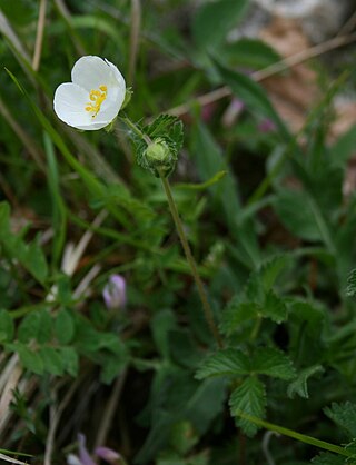 <i>Drymocallis rupestris</i> Species of flowering plant