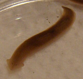 <i>Dugesia arcadia</i> Species of flatworm