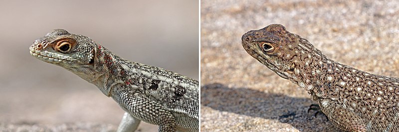 File:Duméril's Madagascar swift (Oplurus quadrimaculatus) head composite.jpg