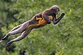 Dusky Langur infant holding on while its mother leaps.jpg