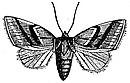 EB1911 Lepidoptera - Halias prasinana.jpg