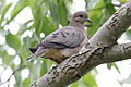 Eared Dove (Zenaida auriculata) (15337735904).jpg