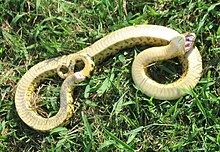 Watch the hognose snake play dead to deceive predators – How It Works