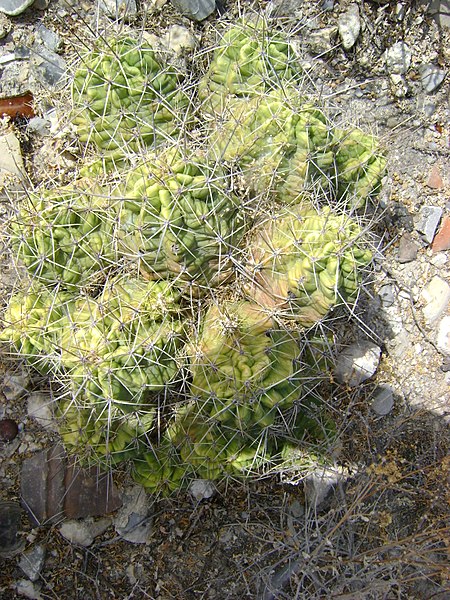 File:Echinocereus enneacanthus (5664548991).jpg