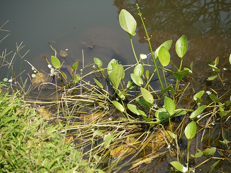 File:Echinodorus palaefolius (7106410527).jpg