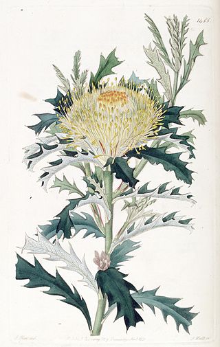 <i>Banksia falcata</i> Species of shrub in the family Proteaceae endemic to Western Australia