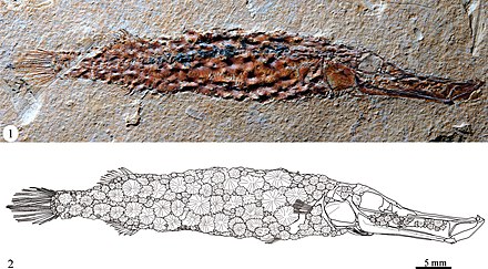 The early Paleocene trumpetfish Eekaulostomus from Palenque, Mexico