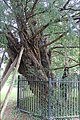 * Nomination 1,500 to 2,000 year old tree at St Mary the Virgin, Overton. One of the 7 Wonders of Wales. --Llywelyn2000 07:20, 7 October 2017 (UTC) * Decline Very interesting subject, but the picture has blue ca and overexposed background, sorry --Cvmontuy 12:46, 16 October 2017 (UTC)