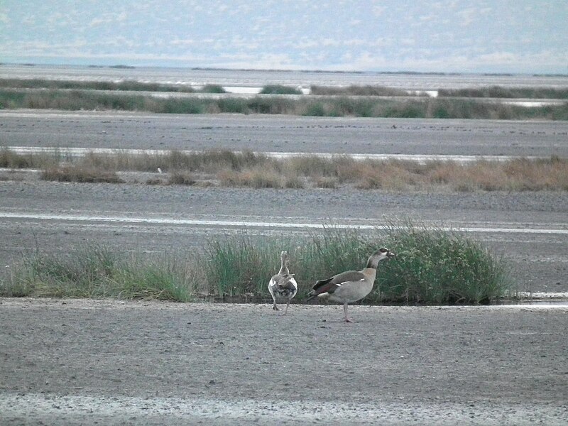 File:Egyptian goose in Tanzania 2060 Nevit.jpg