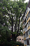 Oak at Aigner Straße 9