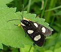 Miniatura para Alypia octomaculata