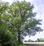 Einer der Muckenbäume am Horhäuser See (Theres) (1).jpg