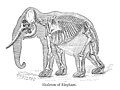Skelet azijskega slona