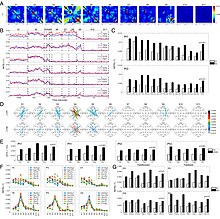 EEG research data by Gang Xu, et al. Elevated Directed Connectivity in Gamma Oscillations Within the Posterior Hot Zones at Near-Death.jpg