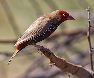 Emblema pictum -Karratha, Pilbara, Western Australia, Australia-8.jpg