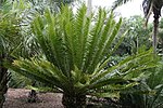 Thumbnail for Encephalartos tegulaneus