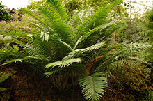 Encephalartos villosus - vechi de 100 de ani în Grădina Botanică Teplice DSC 0206.jpg