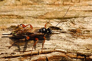 <i>Endromopoda</i> Genus of wasps