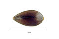 Ephedra ciliata