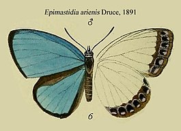 Epimastidia arienis