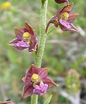 Dunkelrote Helleborine