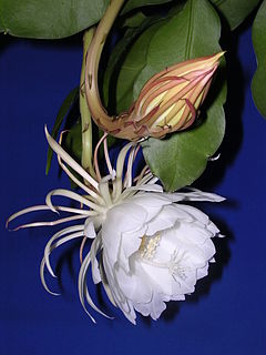 <i>Epiphyllum oxypetalum</i>