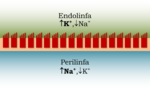 Thumbnail for File:Epitelio ciliado endolinfa perilinfa.png