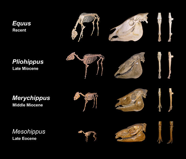 Fossils of various horse genera illustrating their evolution over time