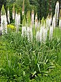 Eremurus robustus Pustynnik olbrzymi 2010-05-29 04.jpg