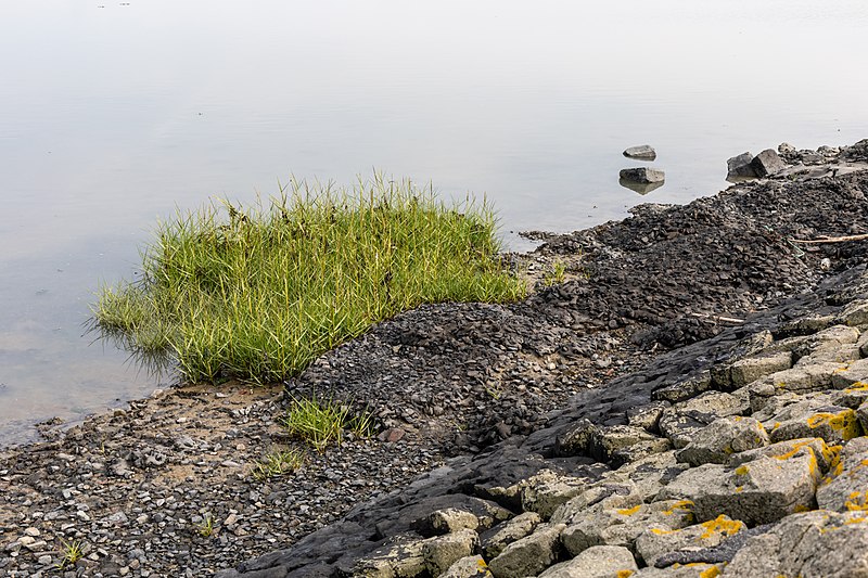 File:Esens, Wattenmeer östlich von Bensersiel, Schlickgras -- 2021 -- 6283.jpg