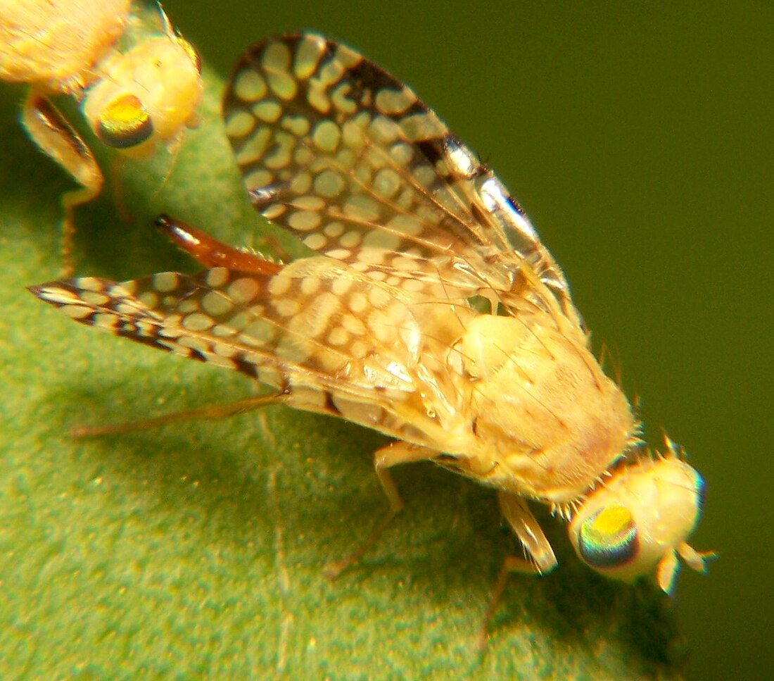 Tephritidae