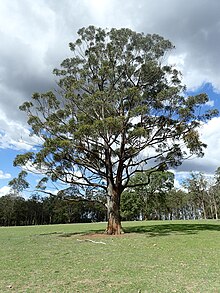 Eucalyptus cameronii desire.jpg