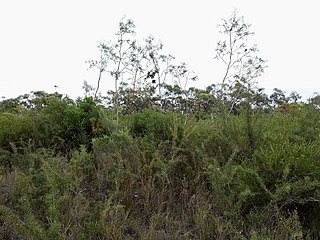 <i>Eucalyptus sturgissiana</i> Species of eucalyptus