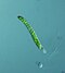 Euglena mutabilis - 400x - 1 (10388739803).jpg