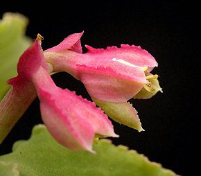 Bildebeskrivelse Euphorbia neoarborescens ies.jpg.