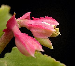 <i>Euphorbia neoarborescens</i> Species of flowering plant