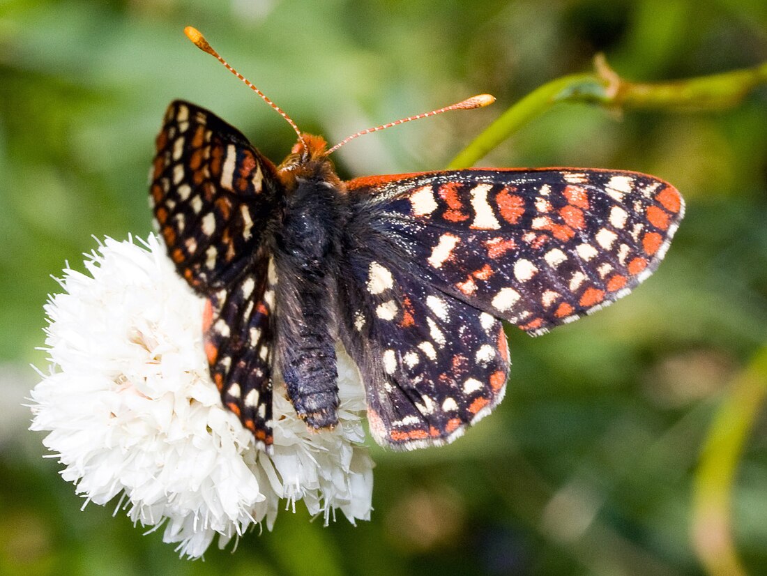 Euphydryas editha