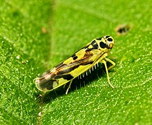 Adult Eupteryx aurata (Typhlocybinae) Eupteryx.aurata.jpg