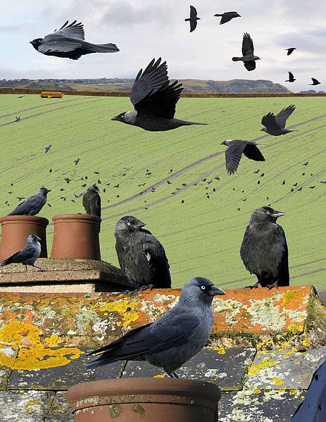 File:Eurasian Jackdaw from the Crossley ID Guide Britain and Ireland.jpg