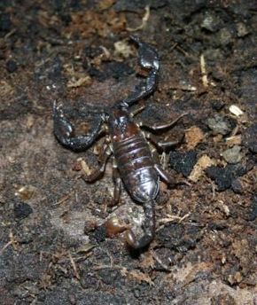 Resmin açıklaması Euscorpius sicanus.jpg.