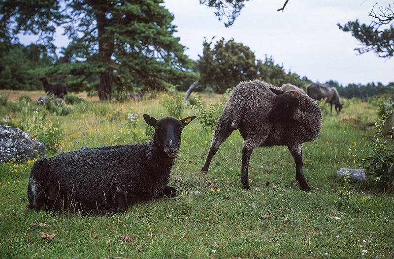 File:Fårö sheep.jpg