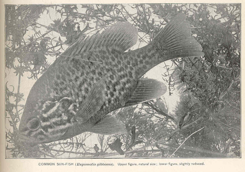 File:FMIB 40400 Common Sun-Fish (Eupomotis gibbosus).jpeg