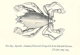 Lysirude channeri